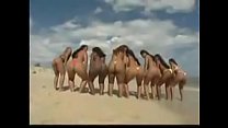 Brazilian Orgy Compilation