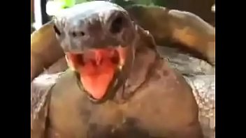 Schildkröte nimmt Frau ohne Mitleid oder Mitleid, um das ganze Leben zu schlagen